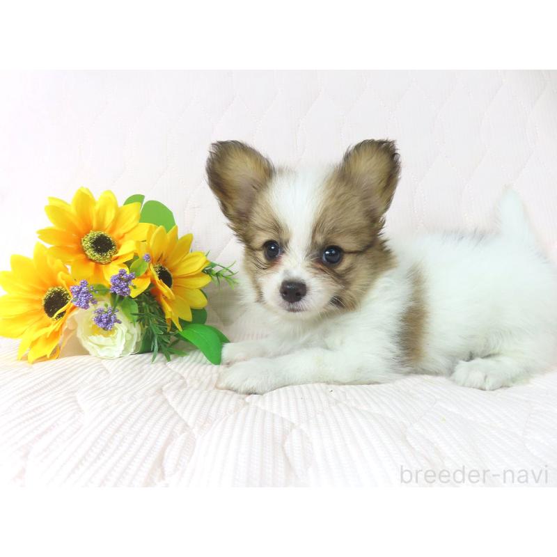 成約済の千葉県のパピヨン-400919の4枚目