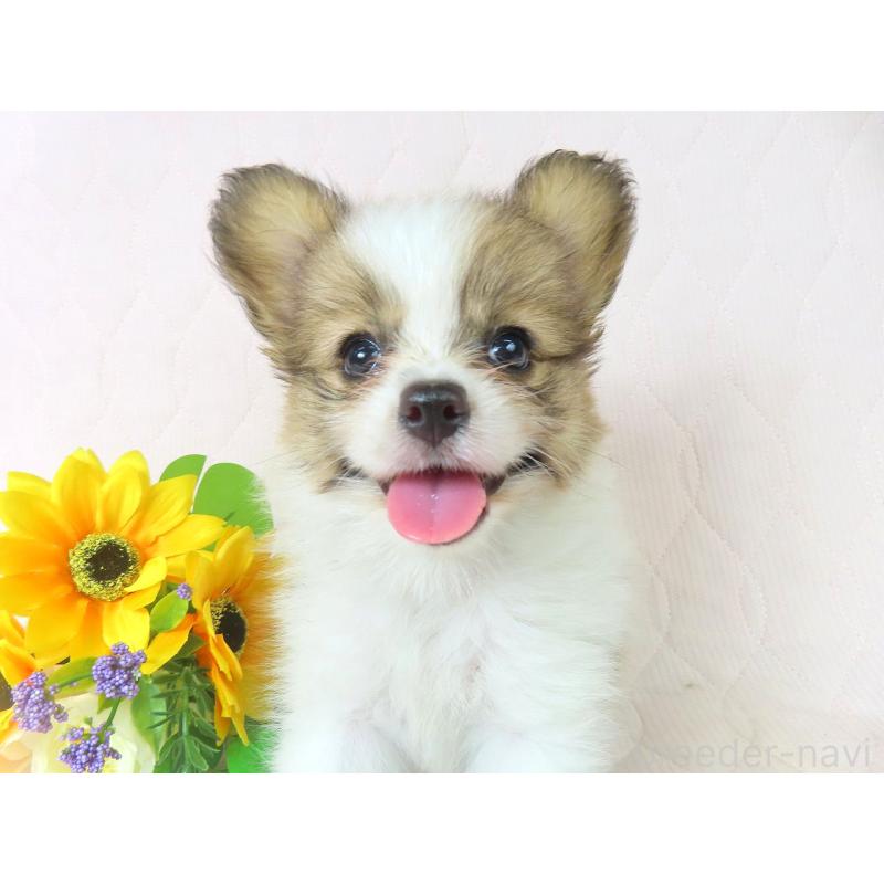 成約済の千葉県のパピヨン-400919の3枚目