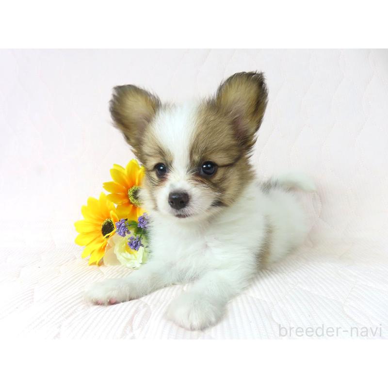 成約済の千葉県のパピヨン-400919の2枚目