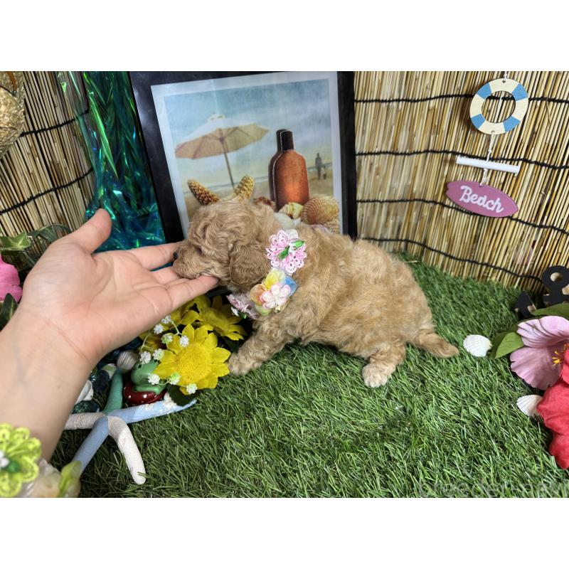 販売中の愛知県のトイプードル-407167の4枚目
