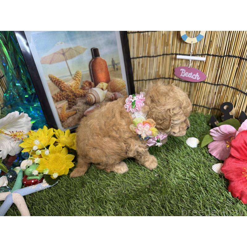 販売中の愛知県のトイプードル-407167の3枚目