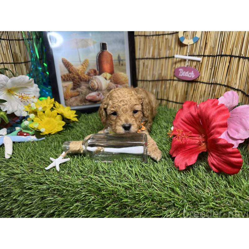 販売中の愛知県のトイプードル-407168の5枚目
