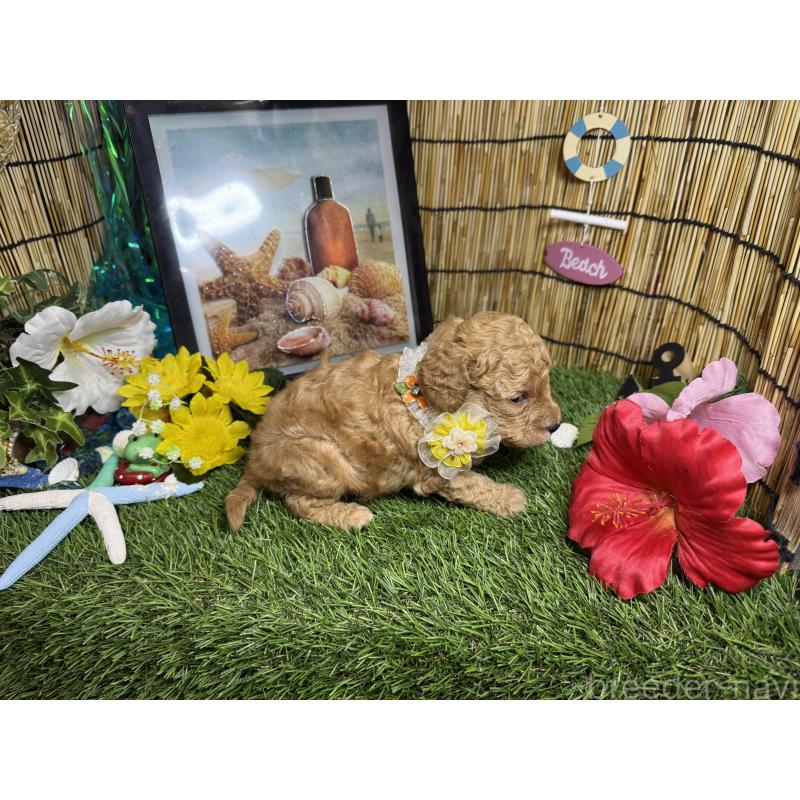 販売中の愛知県のトイプードル-407168の3枚目