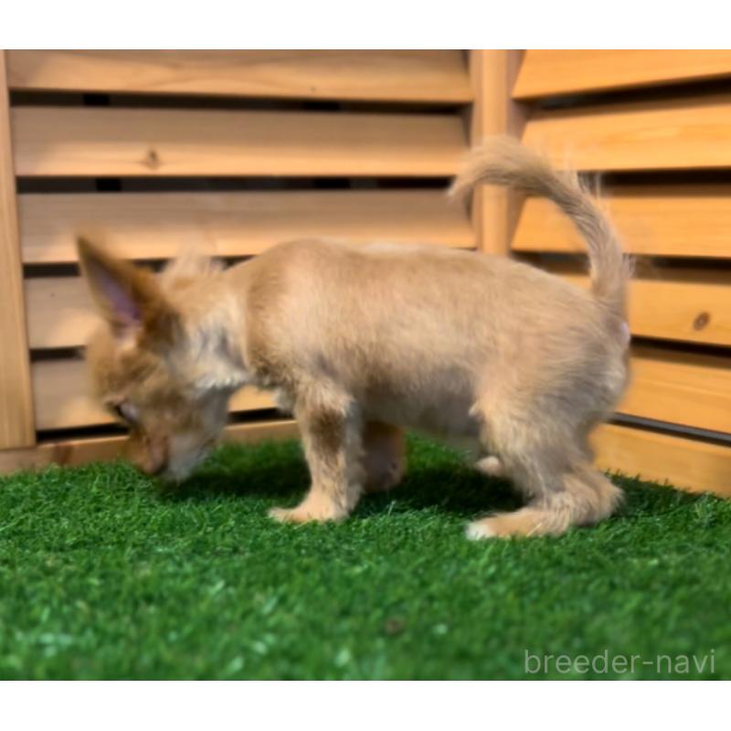 販売中の埼玉県のミックス犬-386146の19枚目