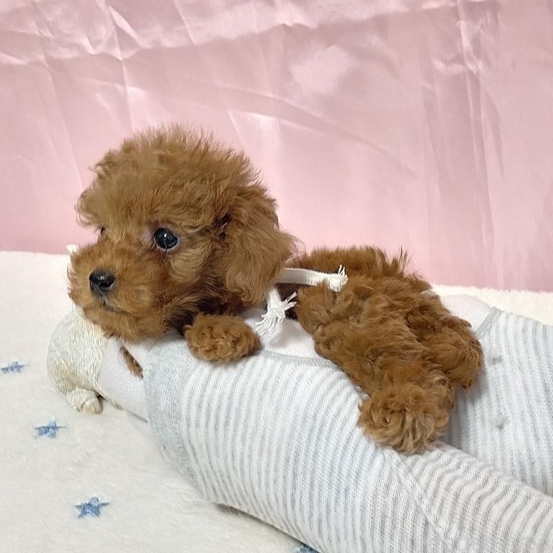 販売中の福岡県のティーカッププードル-397790の6枚目