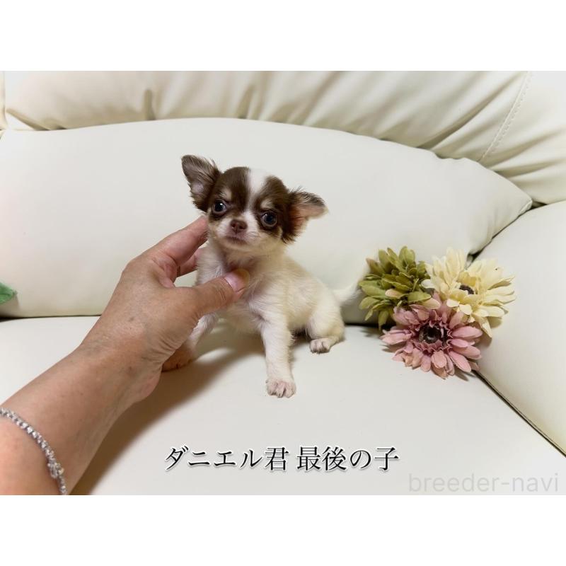 成約済の大阪府のチワワ(ロングコート)-404078の3枚目