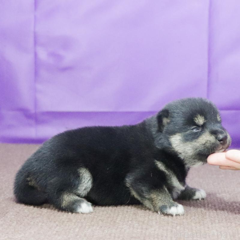 販売中の愛知県の柴犬-407173の3枚目