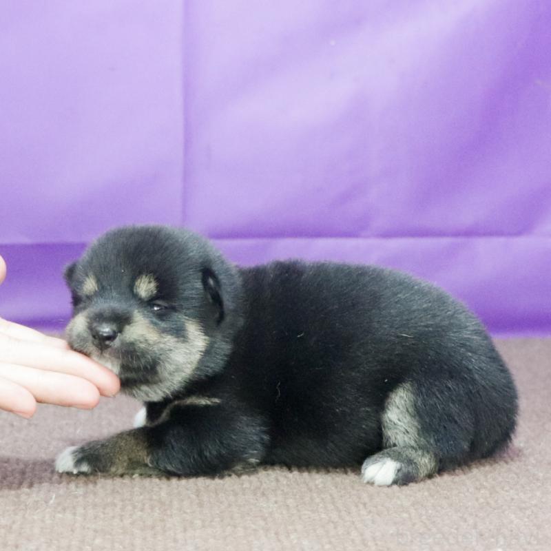 販売中の愛知県の柴犬-407173の2枚目