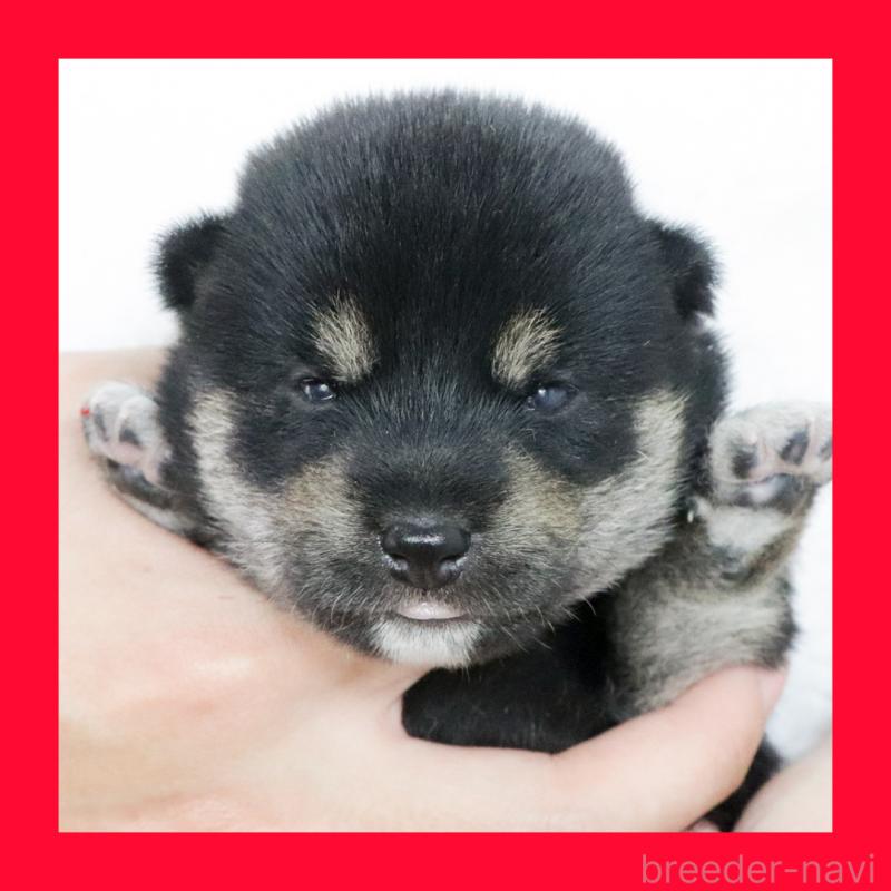 販売中の愛知県の柴犬-407173の1枚目