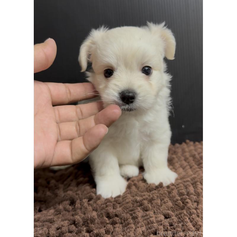 販売中の福岡県のポメマル:ポメラニアン×マルチーズ-407174の5枚目