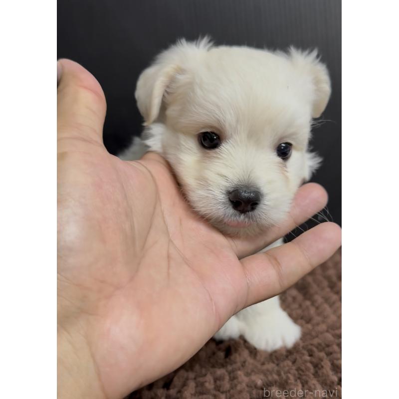 販売中の福岡県のポメマル:ポメラニアン×マルチーズ-407174の4枚目