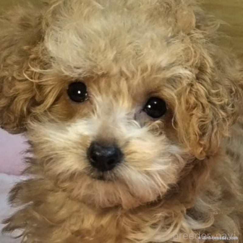 リクくん1枚目