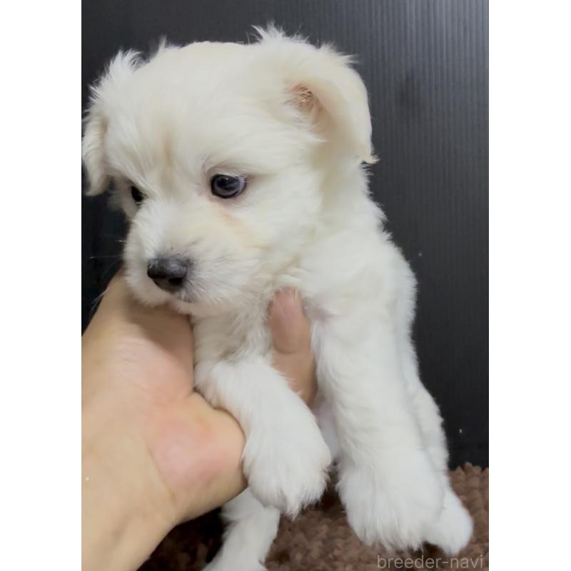 販売中の福岡県のポメマル:ポメラニアン×マルチーズ-407175の3枚目