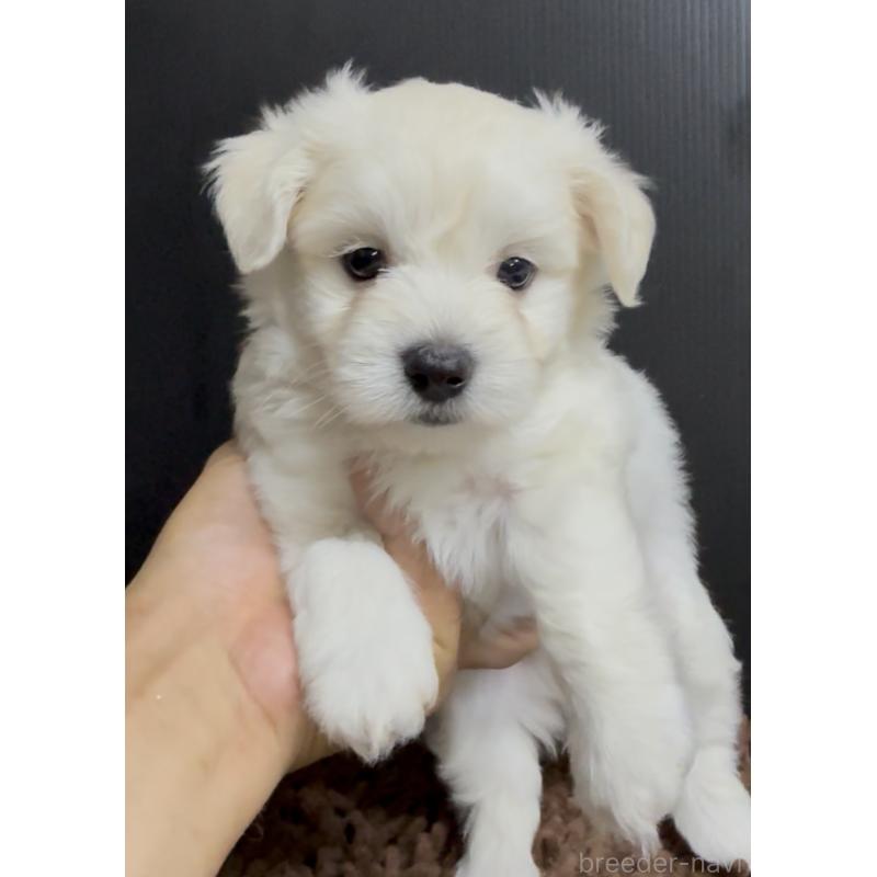 販売中の福岡県のポメマル:ポメラニアン×マルチーズ-407175の2枚目