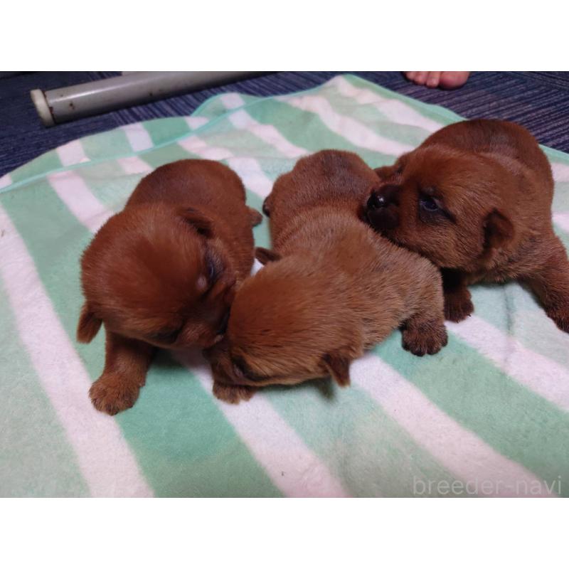 販売中の宮崎県のノーフォークテリア-407181の3枚目
