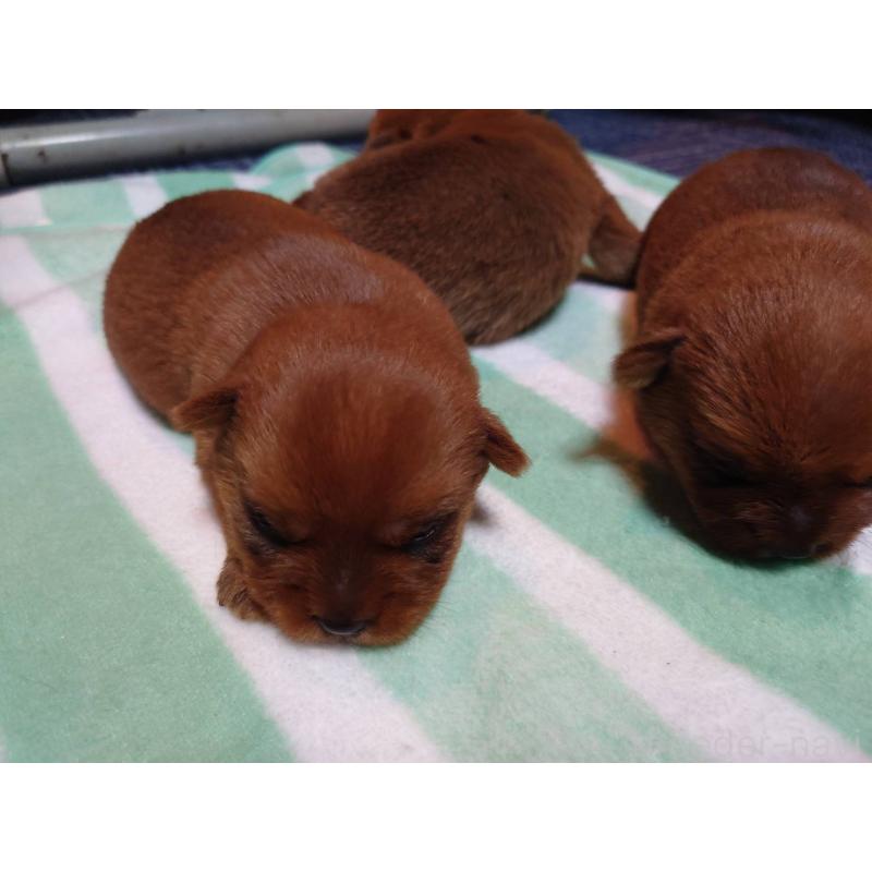 販売中の宮崎県のノーフォークテリア-407181の2枚目