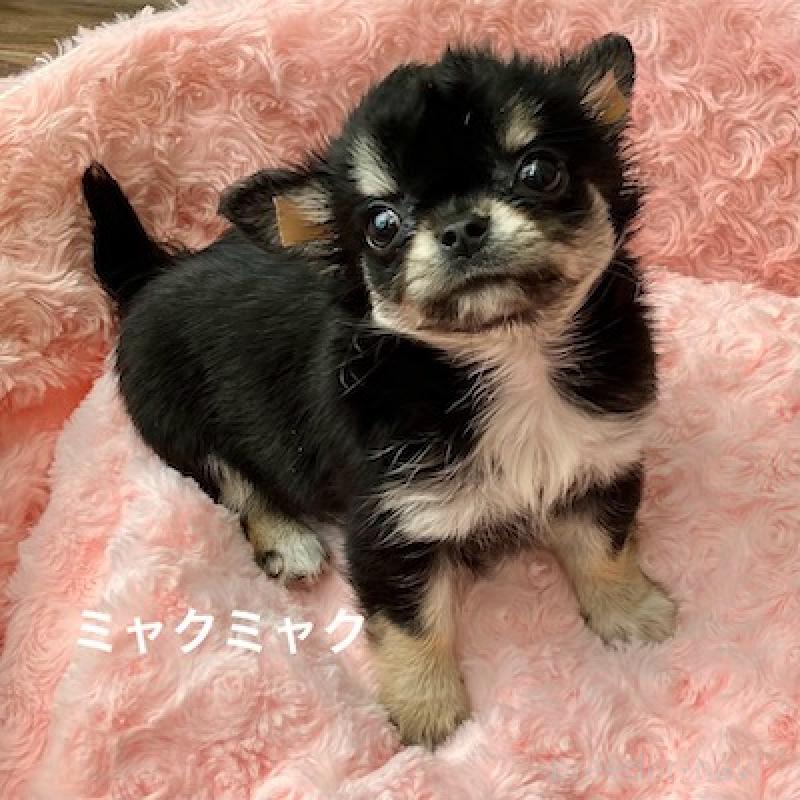 販売中の群馬県のチワワ(ロングコート)-406346