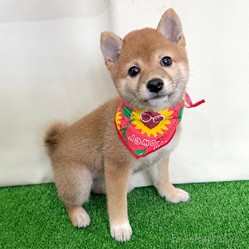 成約済の神奈川県の豆柴-406954の1枚目