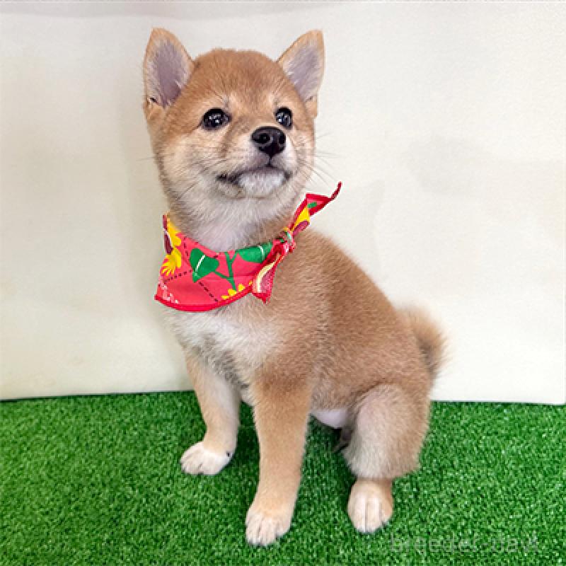 成約済の神奈川県の豆柴-406954の4枚目