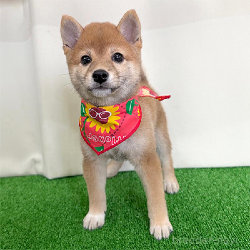 成約済の神奈川県の豆柴-406954の3枚目