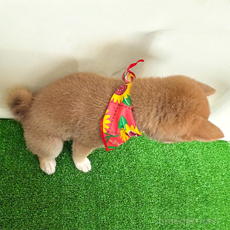 成約済の神奈川県の豆柴-406954の2枚目