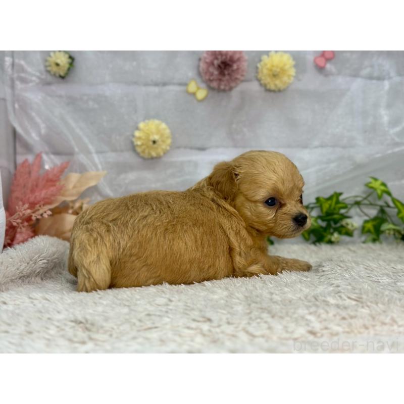 販売中の三重県のチワプー:チワワ×トイプードル-407244の3枚目