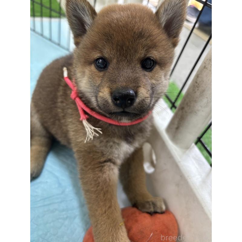 商談中の栃木県の柴犬-406589
