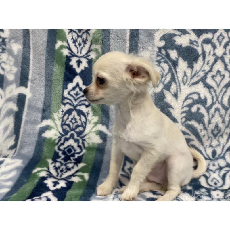 販売中の静岡県のミックス犬-400200の4枚目