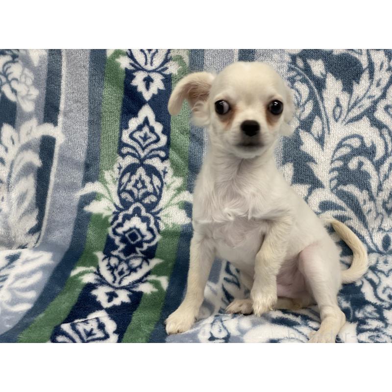 販売中の静岡県のミックス犬-400200の3枚目