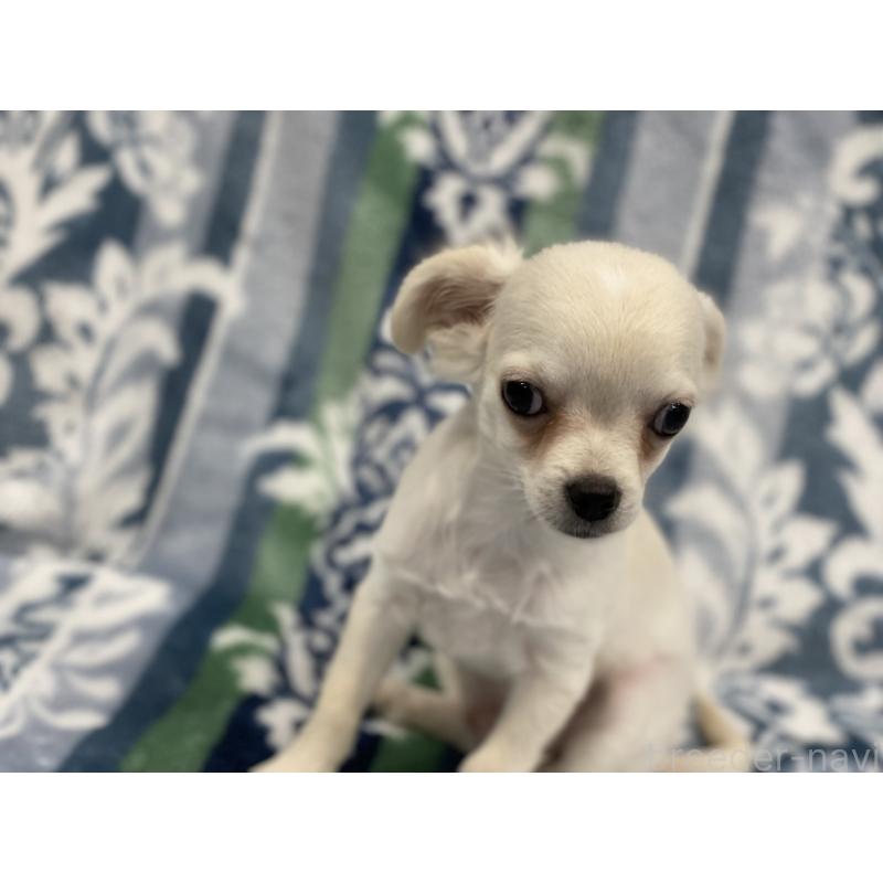 販売中の静岡県のミックス犬-400200の2枚目