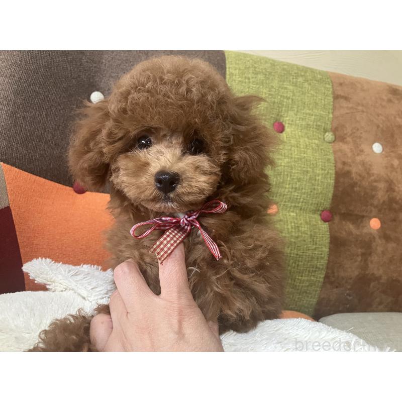 成約済の福岡県のトイプードル-401437の13枚目