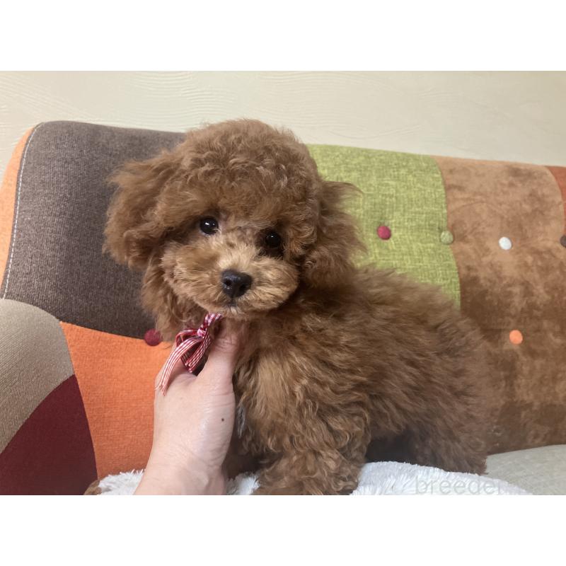 成約済の福岡県のトイプードル-401437の12枚目