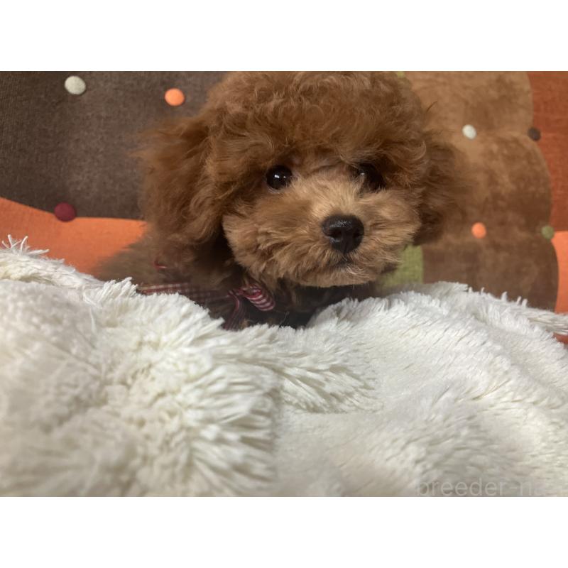 成約済の福岡県のトイプードル-401437の11枚目