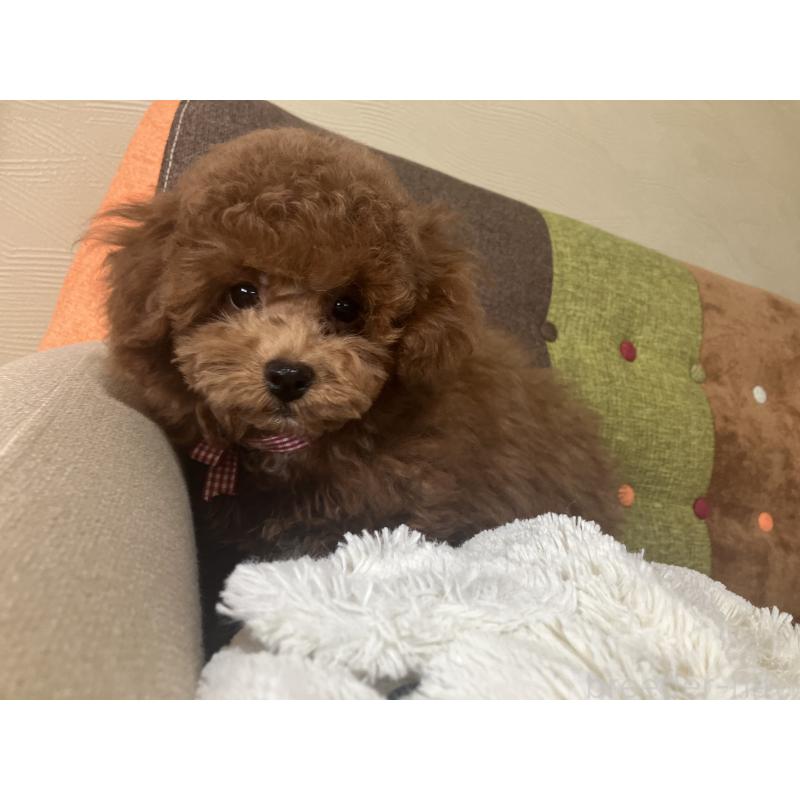 成約済の福岡県のトイプードル-401437の10枚目