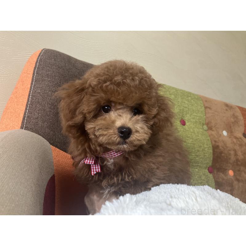 成約済の福岡県のトイプードル-401437の9枚目