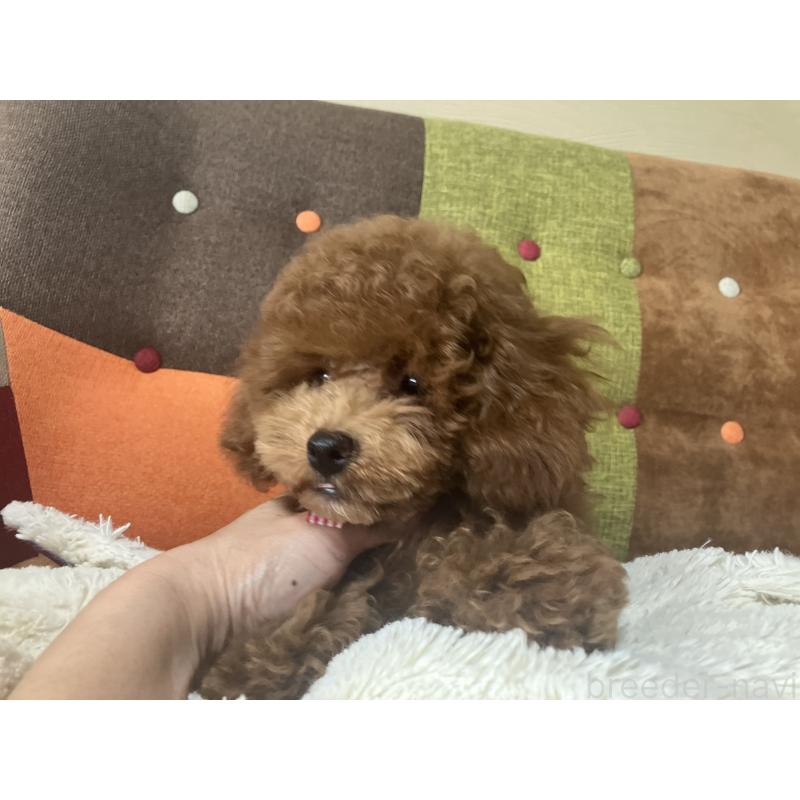 成約済の福岡県のトイプードル-401437の8枚目