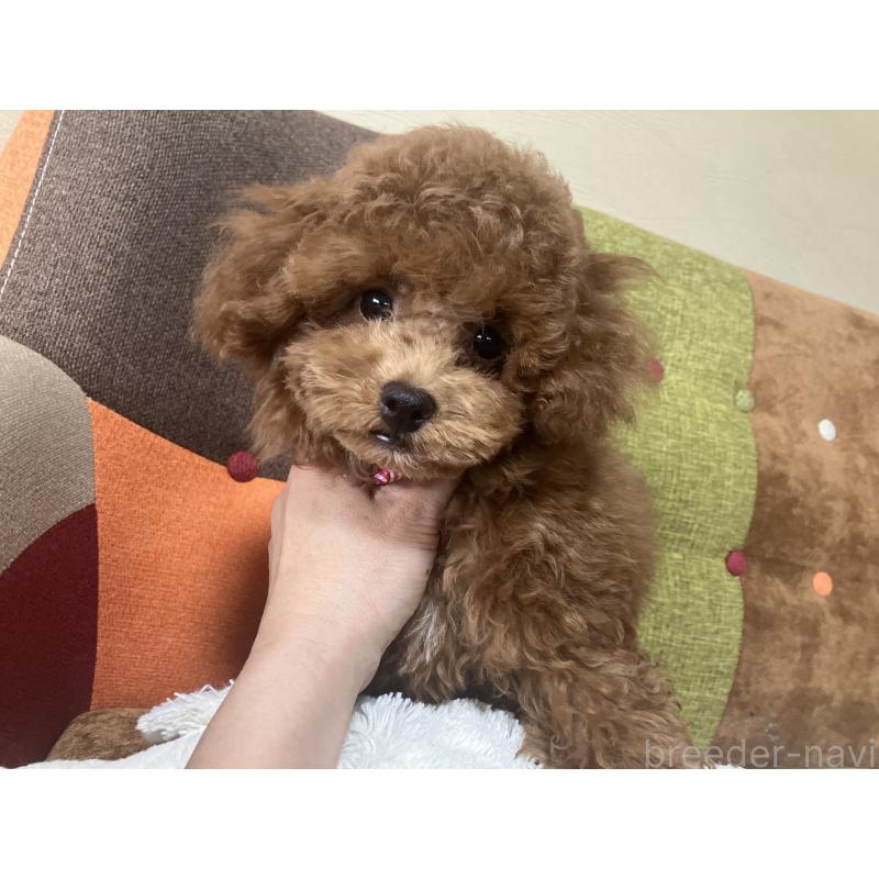 成約済の福岡県のトイプードル-401437の7枚目