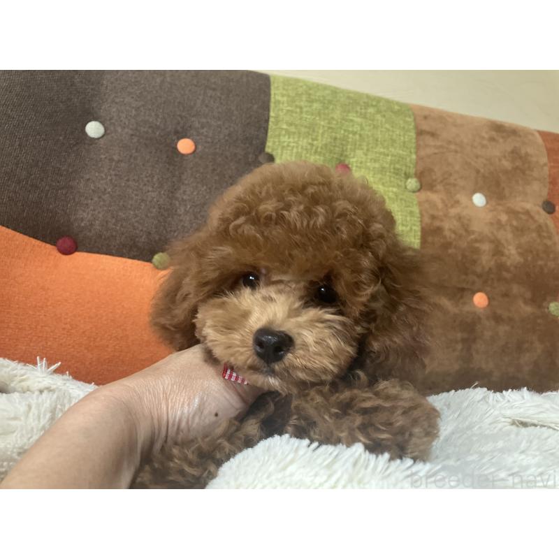 成約済の福岡県のトイプードル-401437の6枚目