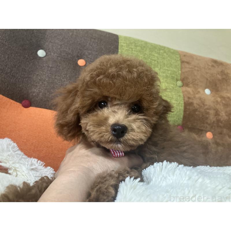 成約済の福岡県のトイプードル-401437の5枚目