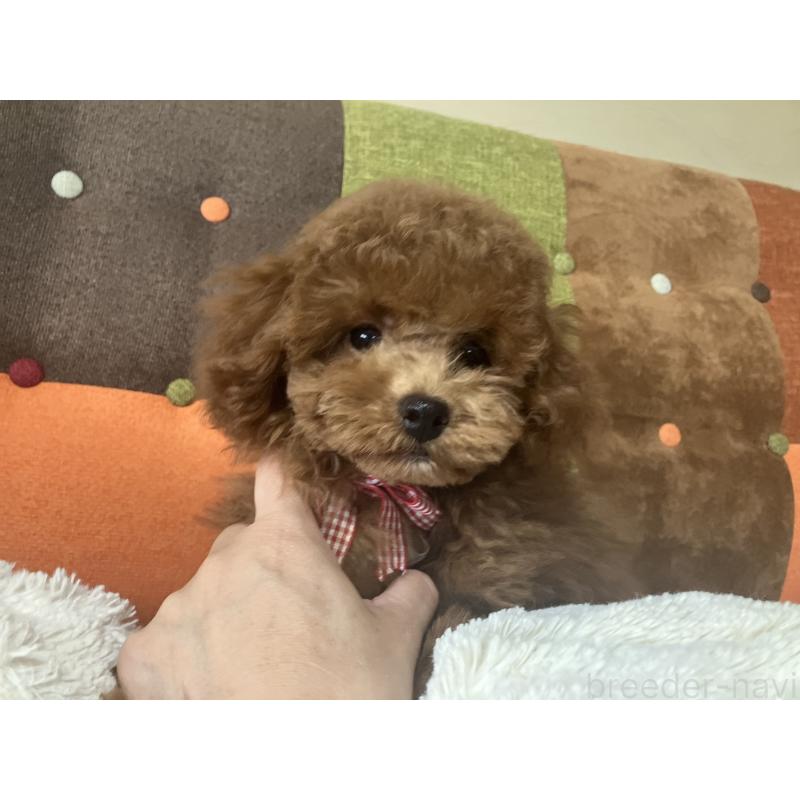 成約済の福岡県のトイプードル-401437の4枚目