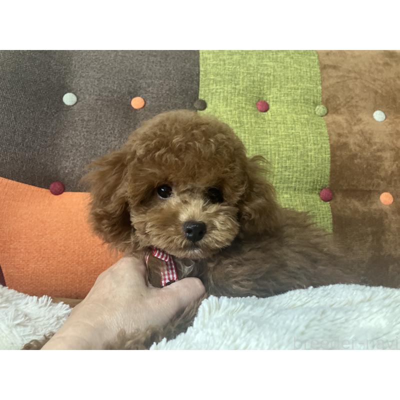 成約済の福岡県のトイプードル-401437の3枚目