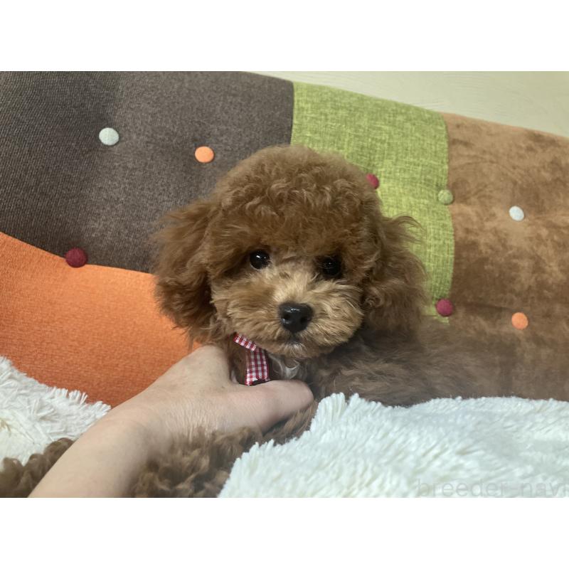 成約済の福岡県のトイプードル-401437の2枚目