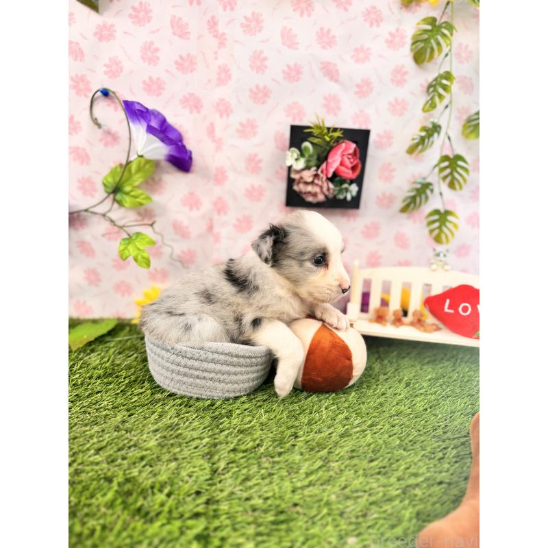 販売中の静岡県のボーダーコリー-407286の5枚目