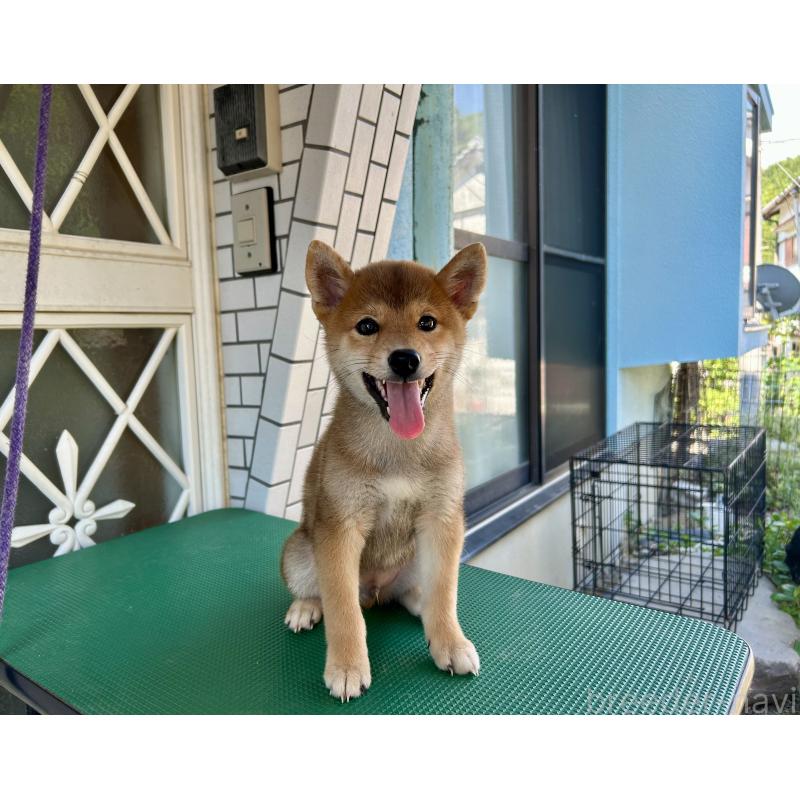 販売中の愛媛県の柴犬-407288の5枚目