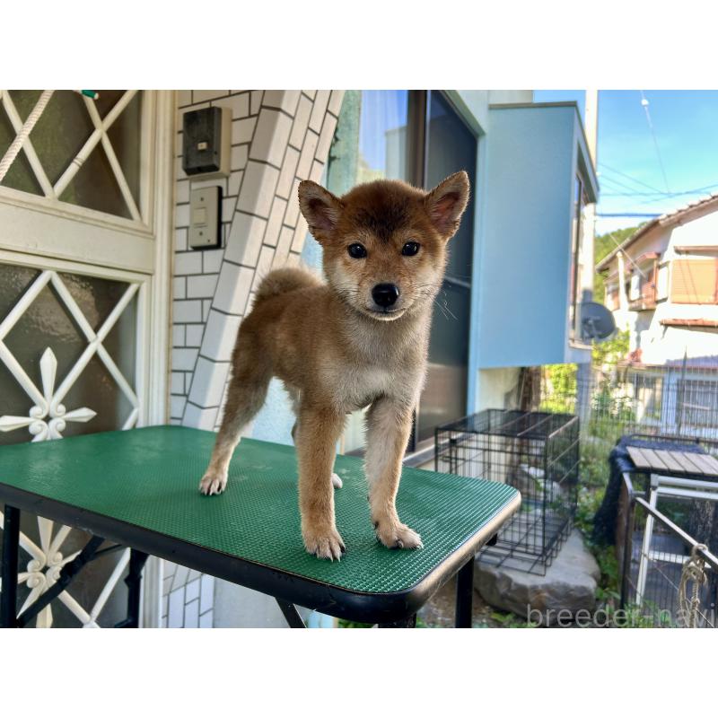 販売中の愛媛県の柴犬-407288の4枚目