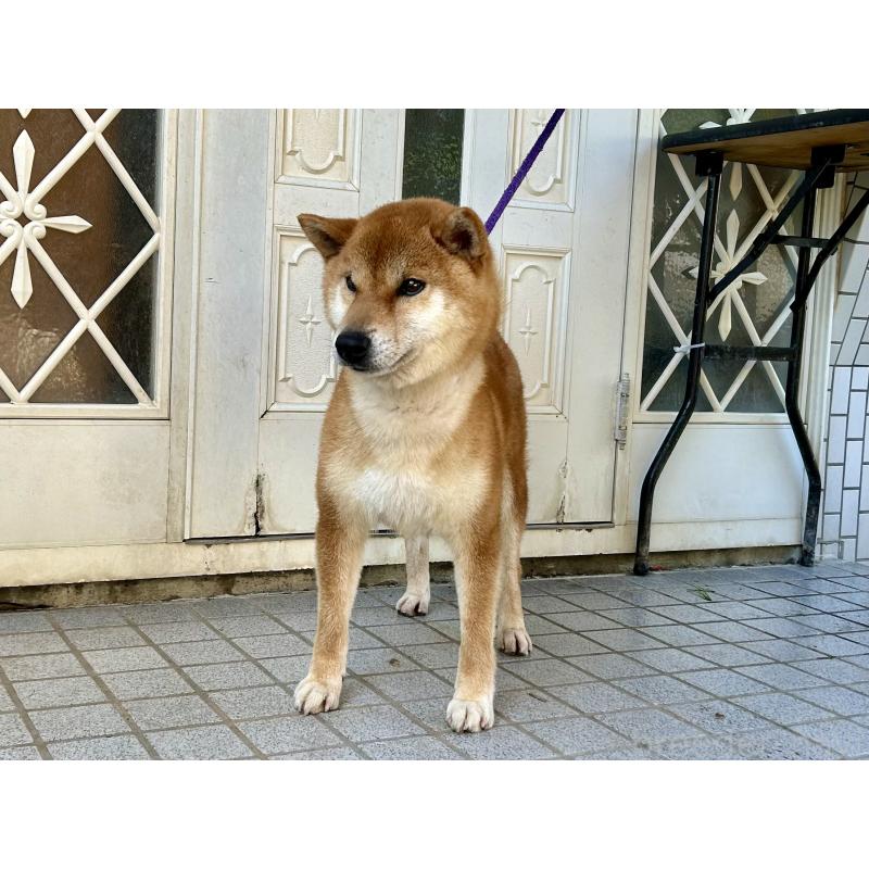 販売中の愛媛県の柴犬-407288の3枚目