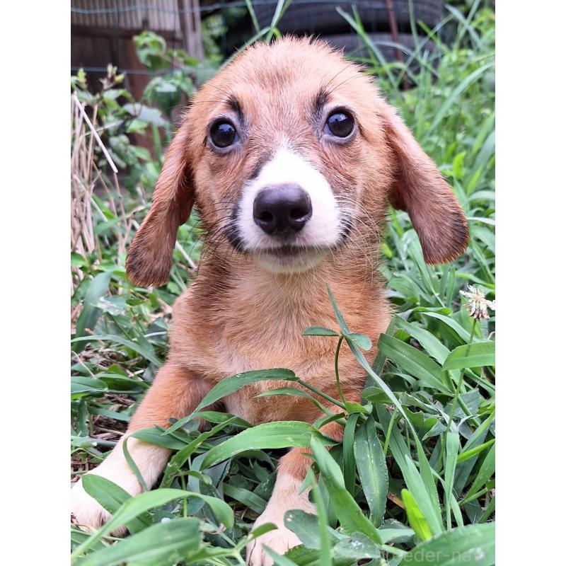 販売中の神奈川県のミックス犬-397708の11枚目