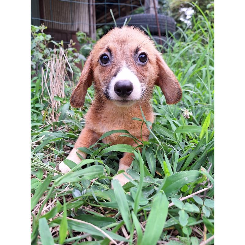 販売中の神奈川県のミックス犬-397708の9枚目