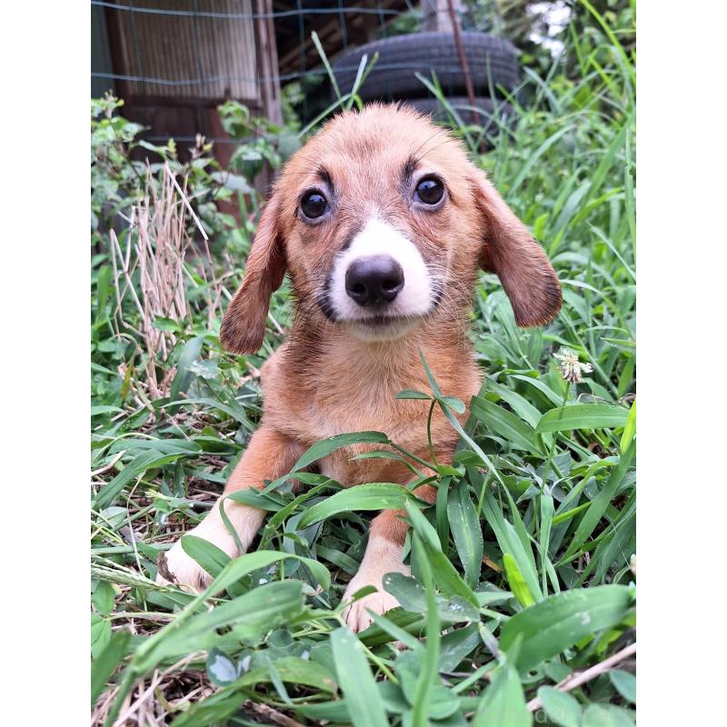販売中の神奈川県のミックス犬-397708の8枚目