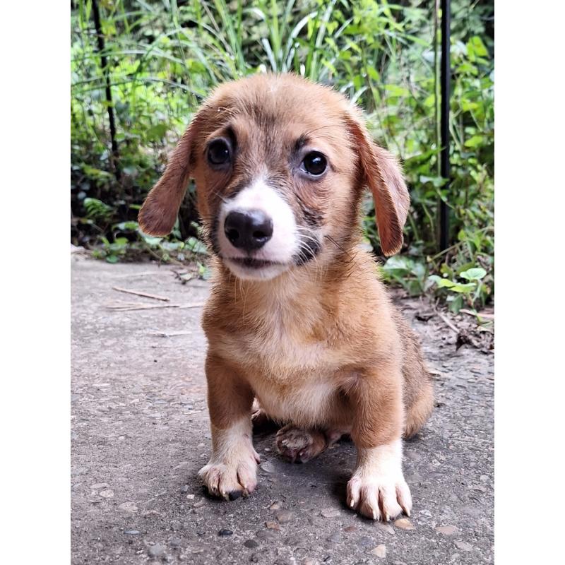 販売中の神奈川県のミックス犬-397708の4枚目